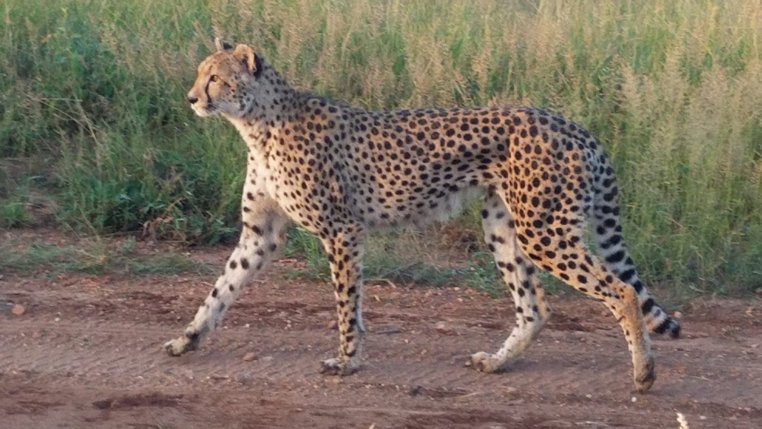 Moving at the Speed of Life